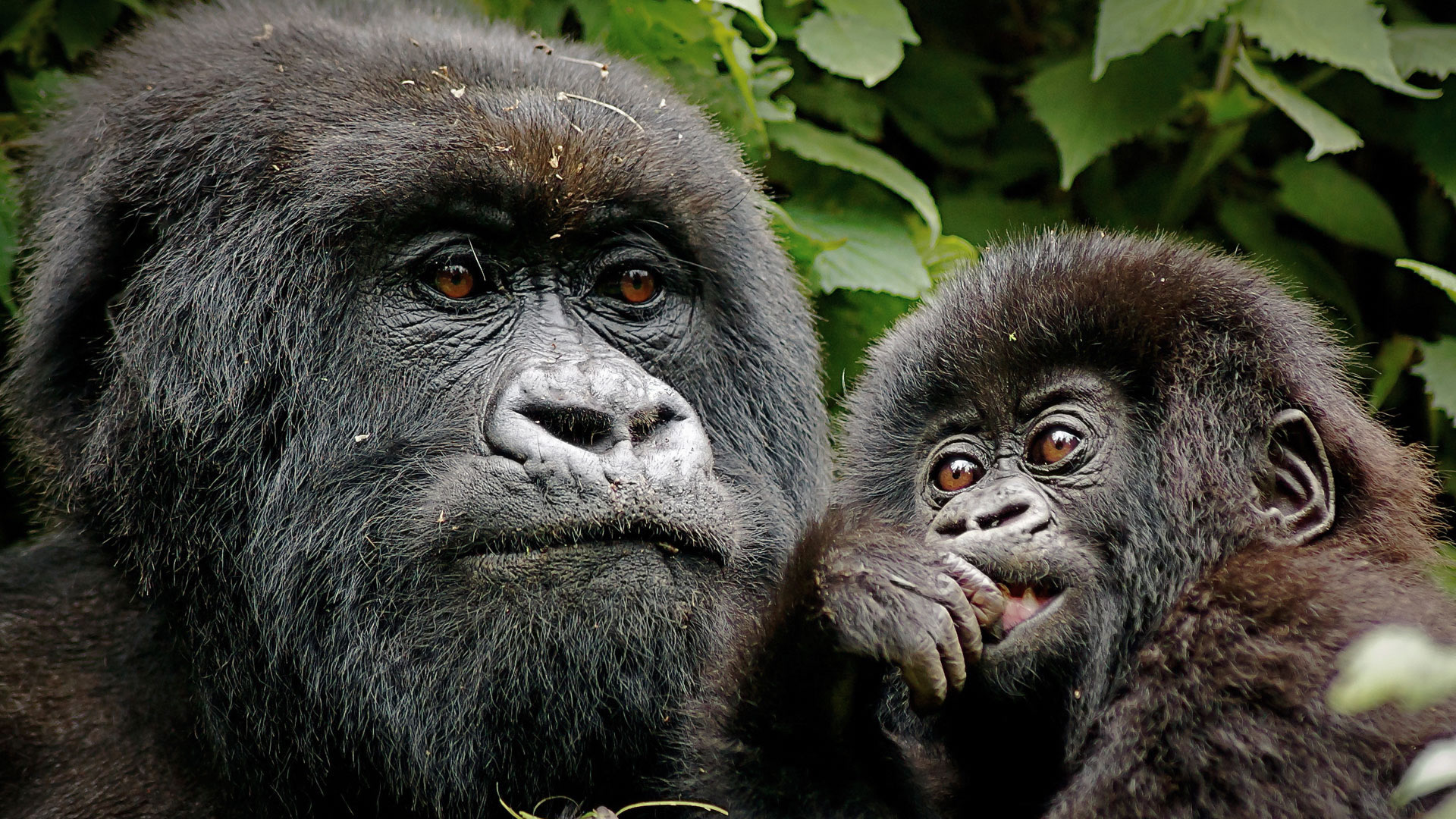 5 Days Rwanda Gorillas & Primates Tracking Safari
