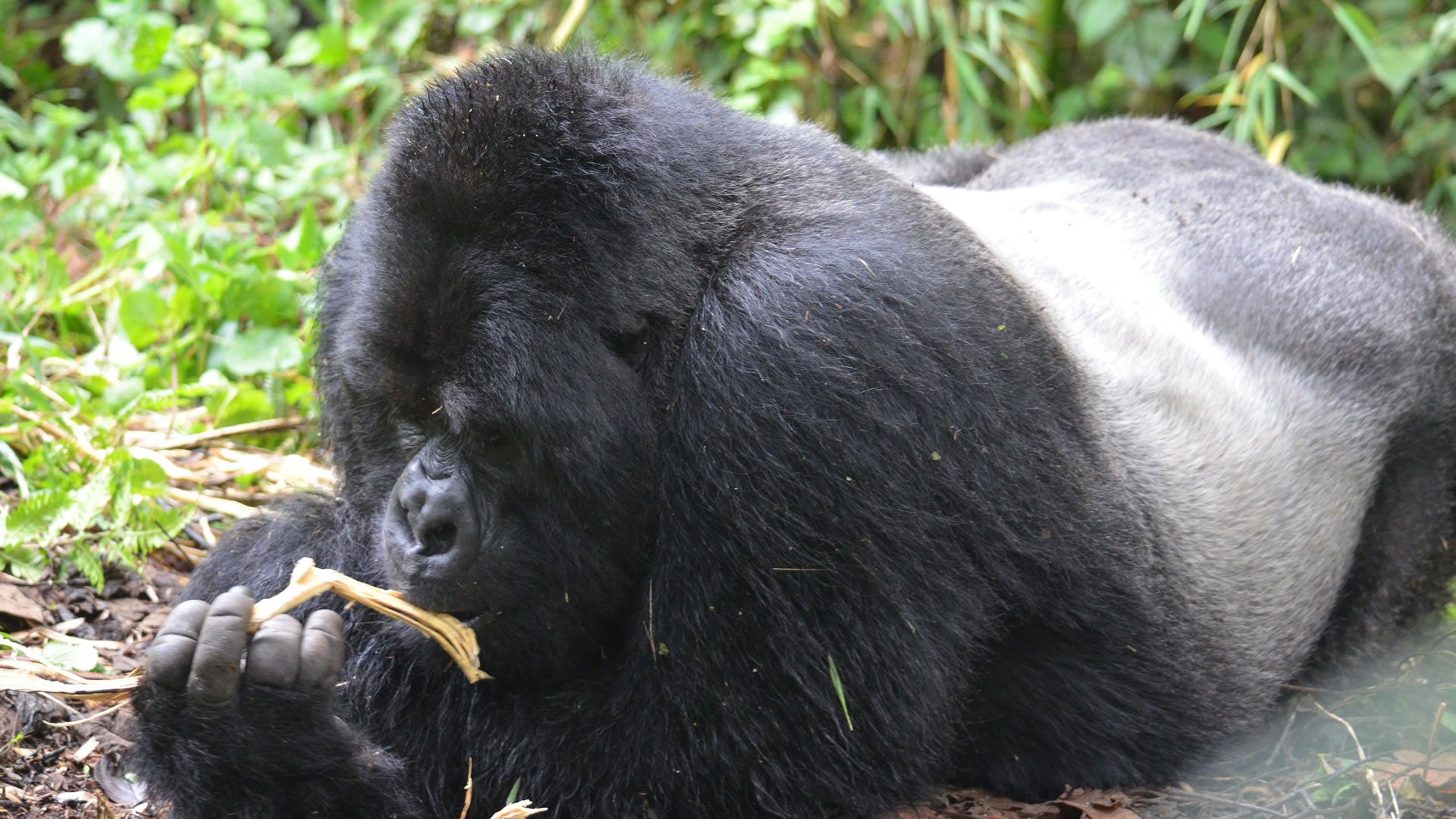 3 Days Gorilla Trek in Volcano National Park, Rwanda