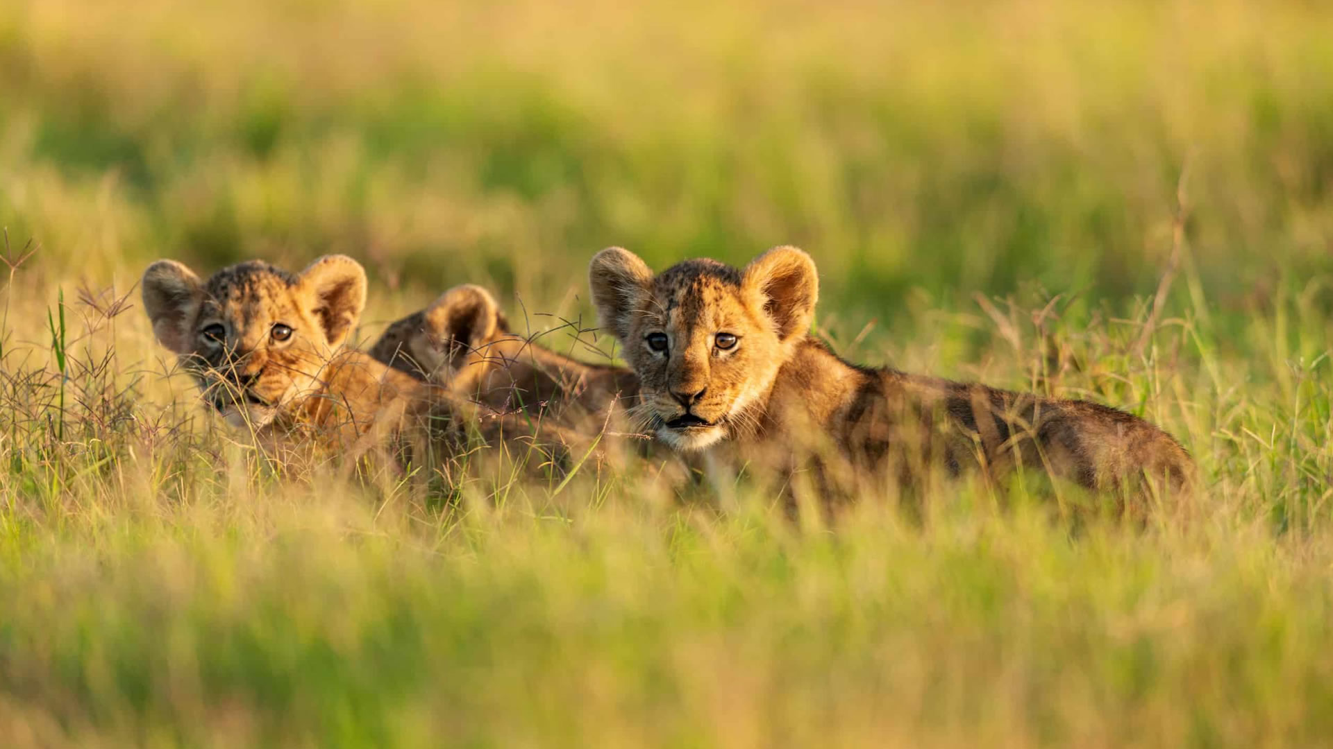6 Days Big Five Kenya Safari 