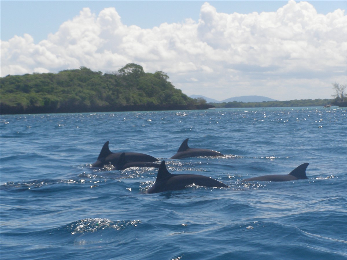 full day dolphin dhow safari in kisite mpunguti marine reserve