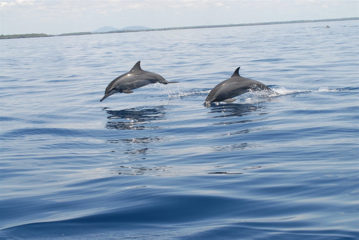 half day dolphin dhow at kisite mpunguti marine reserve