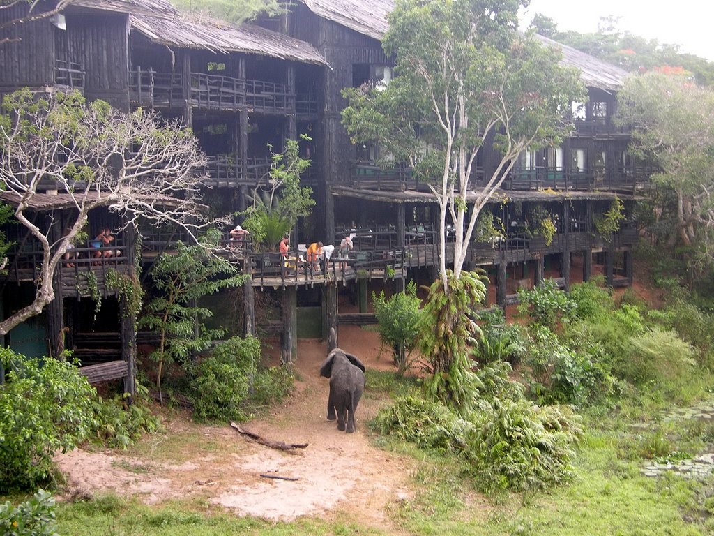 shimba rainforest lodge