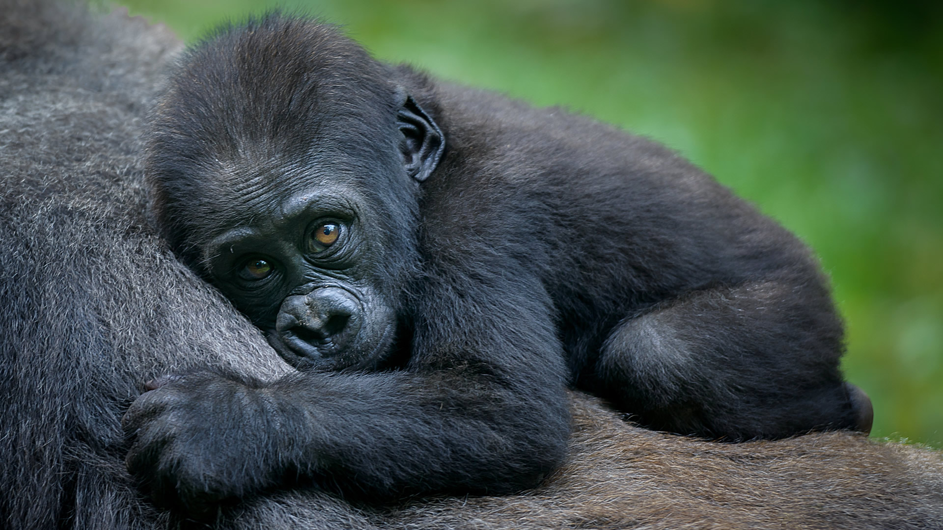 rwanda gorilla trekking and road safaris